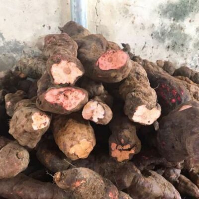 Hà Thủ Ô Hà Giang