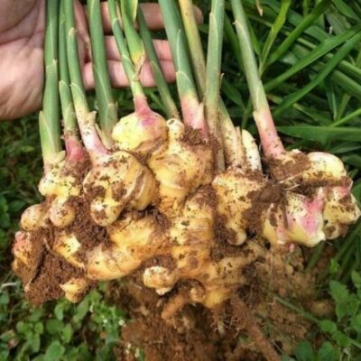 Gừng Rừng Lang Chánh