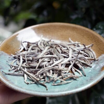 Chè Shan Tuyết Cây Cổ Thụ 600 Năm Tuổi